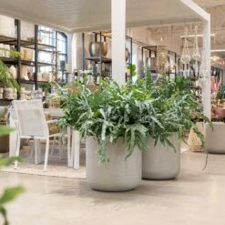 Jumbo Charlie Planter - Stone Washed -Indoor Plant Store Jumbo Charlie Planter Stone Washed Indoors