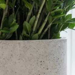 Jumbo Charlie Planter - Stone Washed -Indoor Plant Store Jumbo Charlie Planter Stone Washed Office Planter Close Up