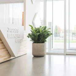 Jumbo Charlie Planter - Stone Washed -Indoor Plant Store Jumbo Charlie Planter Stone Washed Office Reception Planter