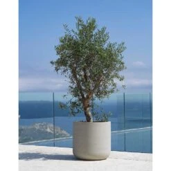 Jumbo Charlie Planter - Stone Washed -Indoor Plant Store Jumbo Charlie Planter Stone Washed Olive Tree