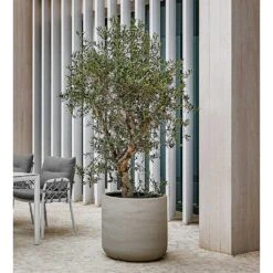 Jumbo Charlie Planter - Stone Washed -Indoor Plant Store Jumbo Charlie Planter Stone Washed Olive Tree Patio