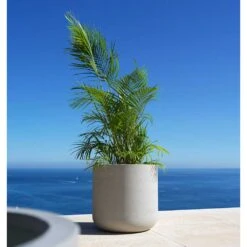 Jumbo Charlie Planter - Stone Washed -Indoor Plant Store Jumbo Charlie Planter Stone Washed Palm Tree