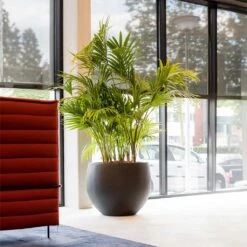 Jumbo Orb Natural Orb Planter - Black -Indoor Plant Store Jumbo Orb Natural Orb Planter Black Kentia Palm fff74497 414d 4847 8a48 48dbd3cf1160