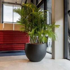 Jumbo Orb Natural Orb Planter - Black -Indoor Plant Store Jumbo Orb Natural Orb Planter Black Office Palm