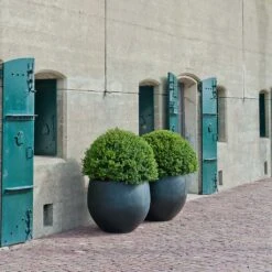 Jumbo Orb Natural Orb Planter - Black -Indoor Plant Store Jumbo Orb Natural Orb Planter Black Outdoor Topiary