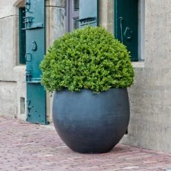 Jumbo Orb Natural Orb Planter - Black -Indoor Plant Store Jumbo Orb Natural Orb Planter Black Single Outdoor Planter