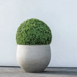 Jumbo Orb Planter - Stone Washed -Indoor Plant Store Jumbo Orb Planter Stone Washed Topiary Box Hedge