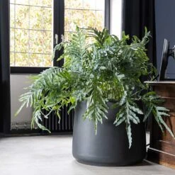 Jumbo Patt Natural Planter - Black -Indoor Plant Store Jumbo Patt Natural Planter Black Philodendron Indoor Plant