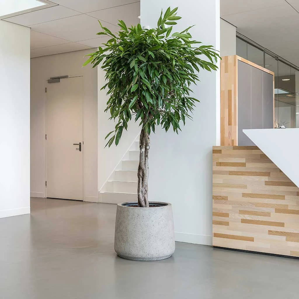 Jumbo Patt Planter - Stone Washed 2 Jumbo Patt Planter - Stone Washed - Image 2