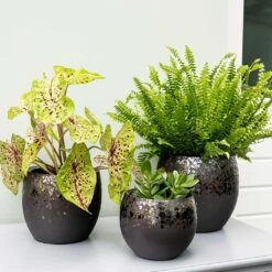 Kae Plant Pot - Mocha 17 Kae Plant Pot - Mocha -Indoor Plant Store Kae Plant Pots Mocha Indoor Plants