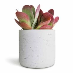 Kalanchoe Thyrsiflora - Paddle Plant -Indoor Plant Store Kalanchoe thyrsiflora Paddle Plant 12x25cm Charlie Plant Pot White Washed 15x15cm