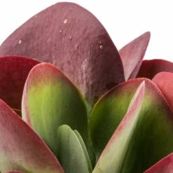 Indoor Plant Store -Indoor Plant Store Kalanchoe thyrsiflora Paddle Plant 6bc09add 2e91 448a b45d 14c408e92be7