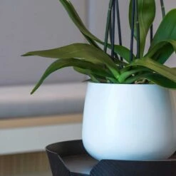 Kevan Essentials Plant Pot - Matt White 11 Kevan Essentials Plant Pot - Matt White -Indoor Plant Store Kevan Plant Pot Matt White Close Up