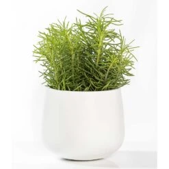 Kevan Essentials Plant Pot - Matt White 13 Kevan Essentials Plant Pot - Matt White -Indoor Plant Store Kevan Plant Pot Matt White Houseplant