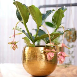 Kody Metal Plant Pots - Set Of 3 - Large - Gold -Indoor Plant Store Kody Metal Plant Pots Set of 2 Small Gold Lifestyle 02 c446cf52 5828 483a b7f1 16895f1c1bb7