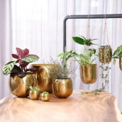Kody Metal Plant Pots - Set Of 3 - Large - Gold -Indoor Plant Store Kody Metal Plant Pots Set of 2 Small Gold Lifestyle 03 bf2f59c4 923f 4f0e a93b e51472cb34a5