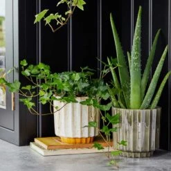 Lugano Scalloped Plant Pot - Mustard -Indoor Plant Store LIfestyle Lugano Scalloped Plant Pot