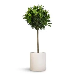 Max Refined Planter - Natural White -Indoor Plant Store Laurus nobilis Bay Tree 25x130cm Max Refined Planter Natural White 29x29.5cm 60aea5e9 dce7 4349 9dcd da1f6b99943b