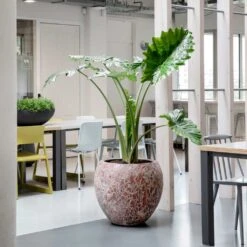 Lava Balloon Relic Planter - Pink -Indoor Plant Store Lava Balloon Relic Planter Pink 3