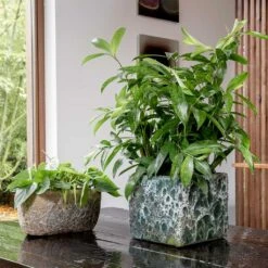 Lava Cube Relic Planter - Jade 22 Lava Cube Relic Planter - Jade -Indoor Plant Store Lava Cube Relic Planter Jade Lifestyle