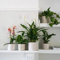 Lazzaro Plant Pot - Linen Effect -Indoor Plant Store Lazzaro Plant Pot Linen Effect 18 x 16cm