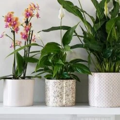 Lazzaro Plant Pot - Sage Foliage 11 Lazzaro Plant Pot - Sage Foliage -Indoor Plant Store Lazzaro Plant Pot Sage Foliage 15 x 13cm