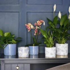 Lazzaro Plant Pot - Vintage Bird 12 Lazzaro Plant Pot - Vintage Bird -Indoor Plant Store Lazzaro Plant Pot Vintage Bird 15 x 13cm