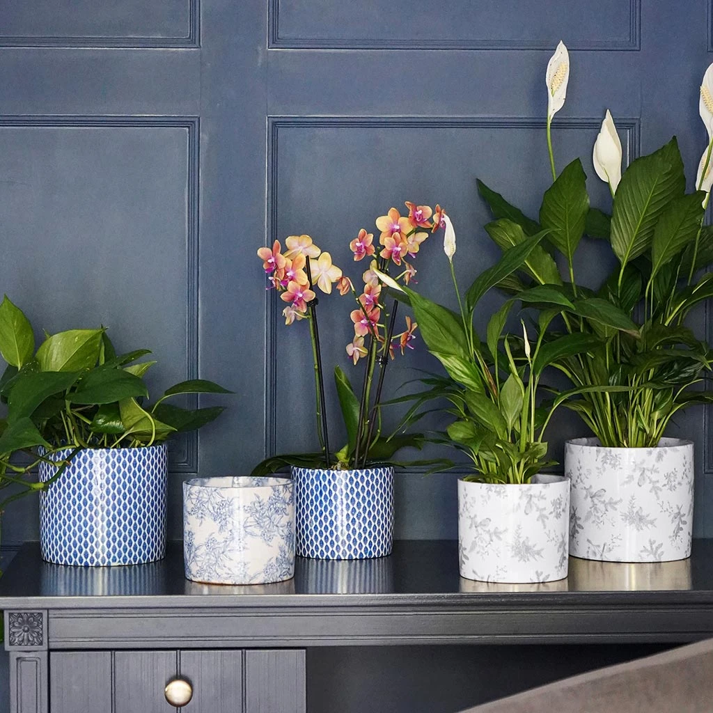 Lazzaro Plant Pot - Vintage Bird 6 Lazzaro Plant Pot - Vintage Bird - Image 6