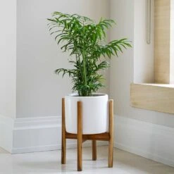 Anzio Plant Pot With Wooden Stand - Stone White 8 Anzio Plant Pot With Wooden Stand - Stone White -Indoor Plant Store Lifestyle Anzio Plant Pot with Wooden Stand Stone White 24x24cm