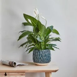 Arles Leaf Plant Pot - Teal -Indoor Plant Store Lifestyle Arles Leaf Plant Pot Teal 17x17cm