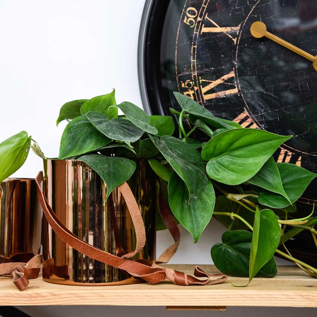 Floro Hanging Plant Pot - Copper 8 Floro Hanging Plant Pot - Copper - Image 8