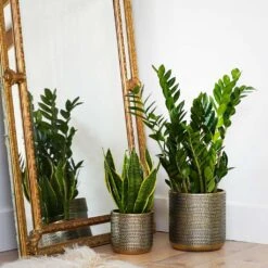 Solis Embossed Plant Pot - Gold -Indoor Plant Store Lifestyle Solis Embossed Plant Pot Gold 18x18cm 1
