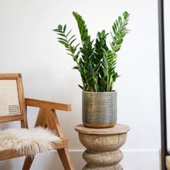 Solis Embossed Plant Pot - Gold -Indoor Plant Store Lifestyle Solis Embossed Plant Pot Gold 18x18cm