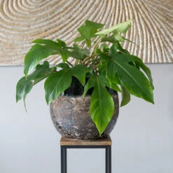 Lindy Plant Pot - Black -Indoor Plant Store Lindy Black 5
