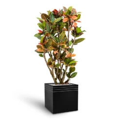 Line-Up Cube Planter - Matt Black -Indoor Plant Store Line Up Cube Planter Matt Black Croton