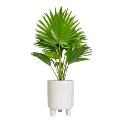 Pisa Plant Pot - White 11 Pisa Plant Pot - White -Indoor Plant Store Livistona rotundifolia Footstool Palm 14x60cm Pisa Plant Pot White 16x19cm
