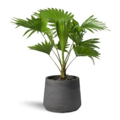 Patt Plant Pot - Black Washed 30 Patt Plant Pot - Black Washed -Indoor Plant Store Livistona rotundifolia Footstool Palm Patt Plant Pot 9d1d8698 064b 4647 9daa b836a16daabd