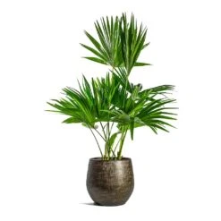 Ryan Plant Pot - Shiny Gold 25 Ryan Plant Pot - Shiny Gold -Indoor Plant Store Livistona rotundifolia Footstool Palm Ryan Plant Pot Shiny Gold 599e8d31 e617 4436 a26a aec82542de36