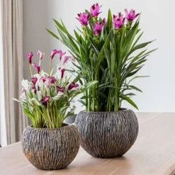 Luxe Lite Waterfall Globe Planter - Bronze -Indoor Plant Store Luxe Lite Universe Waterfall Globe Bronze Planters Small Houseplants