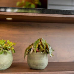 Lydia Plant Pot - Shiny Green -Indoor Plant Store LydiaPlantPot ShinyGreen 6