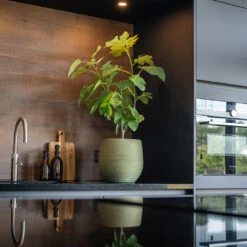 Lydia Plant Pot - Shiny Green -Indoor Plant Store LydiaPlantPot ShinyGreen 7