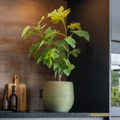 Lydia Plant Pot - Shiny Green -Indoor Plant Store LydiaPlantPot ShinyGreen 8