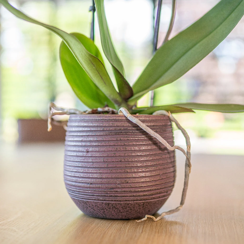 Lydia Plant Pot - Shiny Purple 7 Lydia Plant Pot - Shiny Purple - Image 7