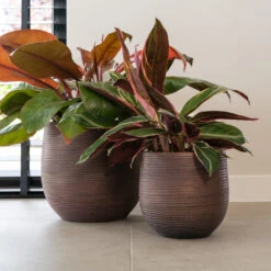 Lydia Plant Pot - Shiny Purple 23 Lydia Plant Pot - Shiny Purple -Indoor Plant Store LydiaPlantPotShiny Purple 3