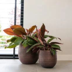 Lydia Plant Pot - Shiny Purple 39 Lydia Plant Pot - Shiny Purple -Indoor Plant Store LydiaPlantPotShiny Purple 5