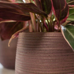 Lydia Plant Pot - Shiny Purple 32 Lydia Plant Pot - Shiny Purple -Indoor Plant Store LydiaPlantPotShiny Purple 6