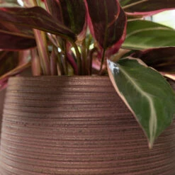 Lydia Plant Pot - Shiny Purple 37 Lydia Plant Pot - Shiny Purple -Indoor Plant Store LydiaPlantPotShiny Purple 7
