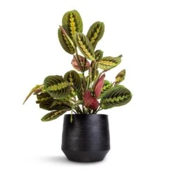 Norell Plant Pot - Black 22 Norell Plant Pot - Black -Indoor Plant Store Maranta leuconeura var. erythroneura Herringbone Plant 12x35cm Norell Plant Pot Black 18x16cm
