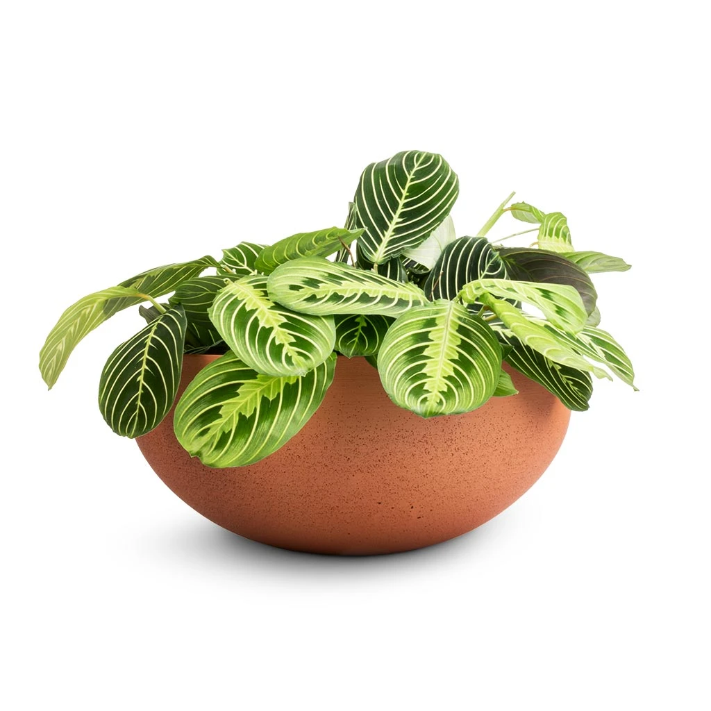 Morgana Refined Plant Bowl - Canyon Orange 2 Morgana Refined Plant Bowl - Canyon Orange - Image 2