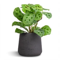 Patt Plant Pot - Black Washed 29 Patt Plant Pot - Black Washed -Indoor Plant Store Maranta leuconeura var. kerchoveana Rabbit s Foot 12x25cm Patt Plant Pot Black Washed 17x14cm 7e1a5c08 4a8f 4ce0 8a83 b77f13d689dc